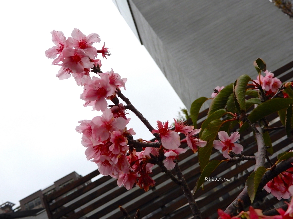 麗池公園櫻花