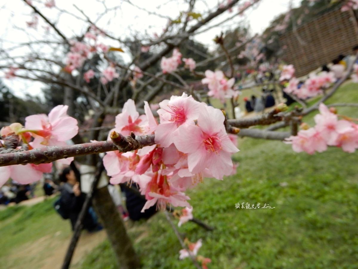 新竹公園櫻花季