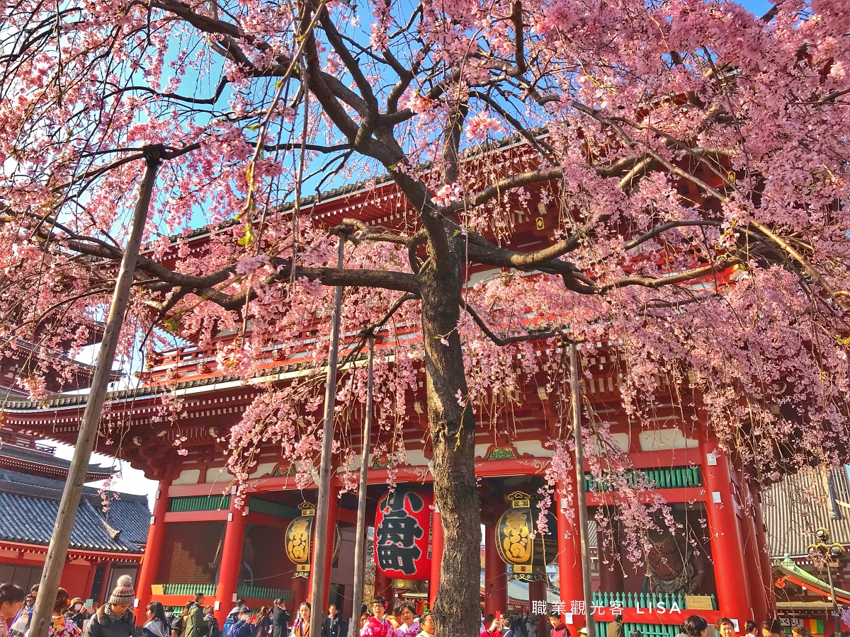 東京櫻花季