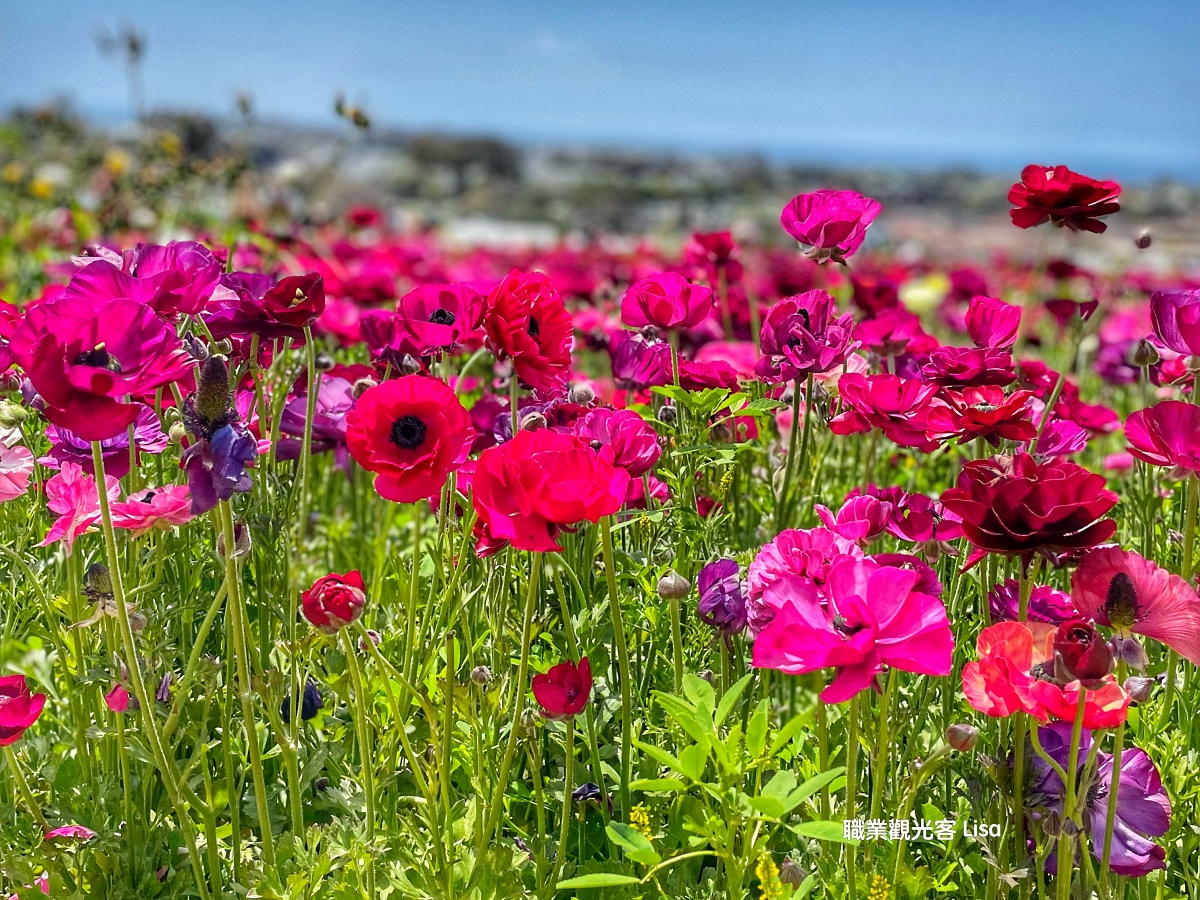 The Flower Fields Carlsbad 聖地牙哥旅遊景點 季節限定 南加州賞花 